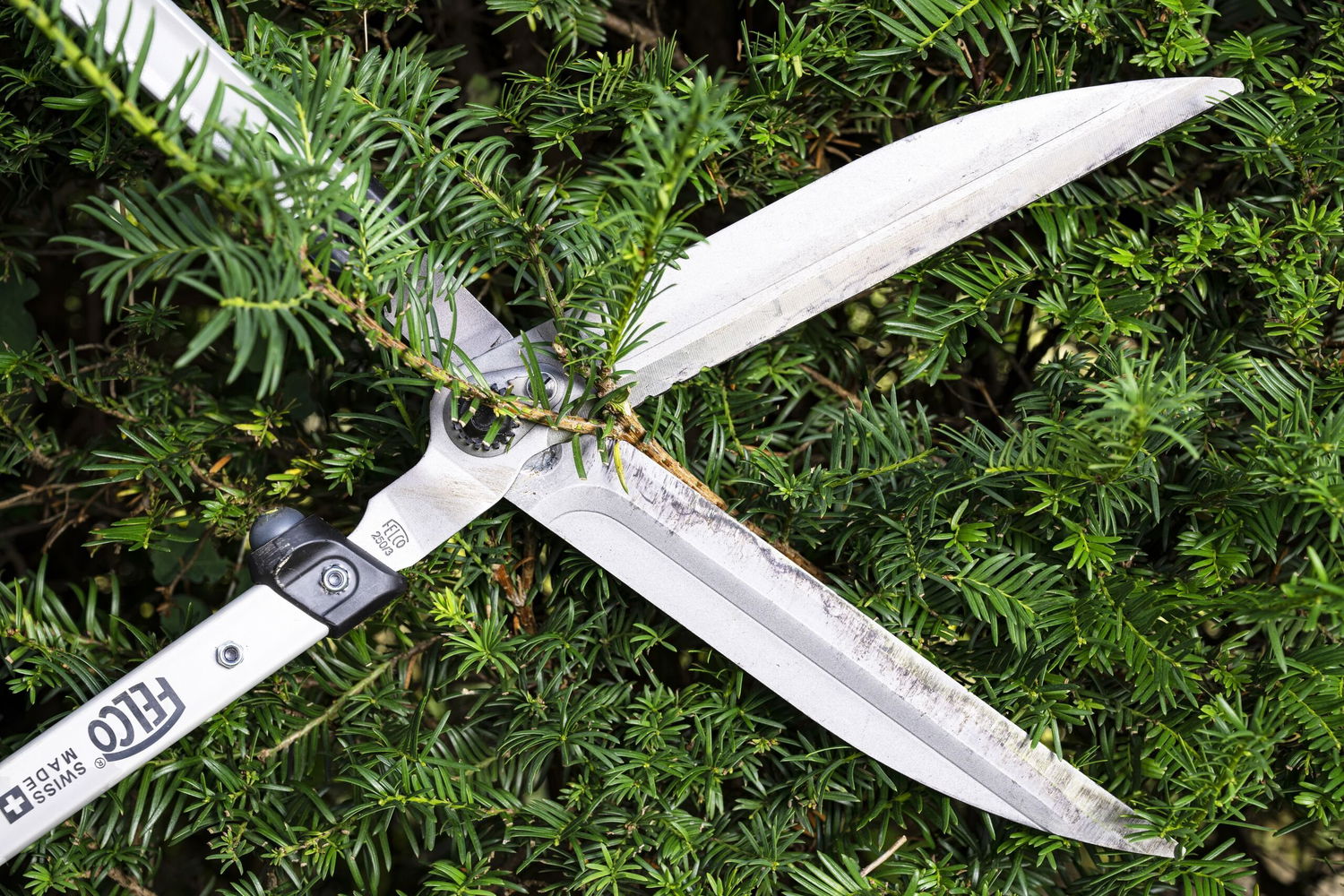 Skarp hækkesaks klipper grøn hæk præcist