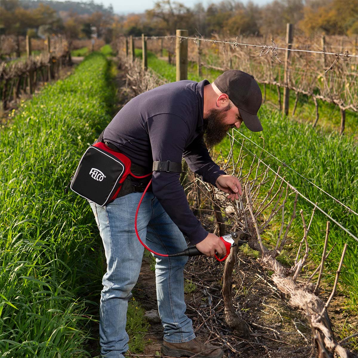 Mand beskærer vinranker med elektrisk Felco saks