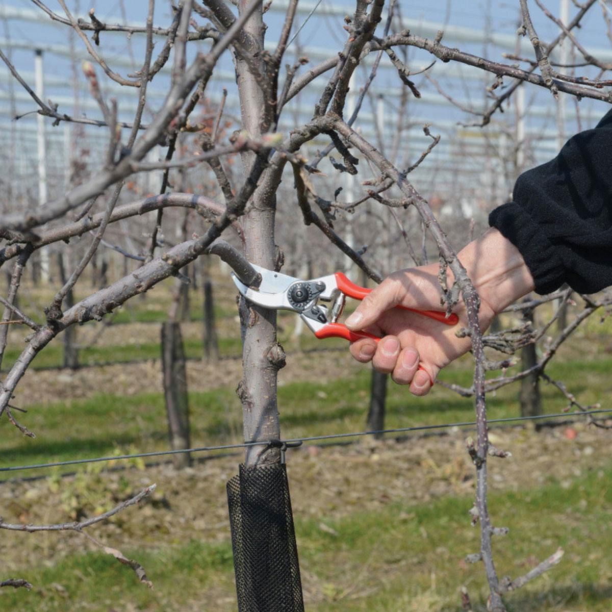 Hånd bruger beskæresaks til at klippe gren på træ