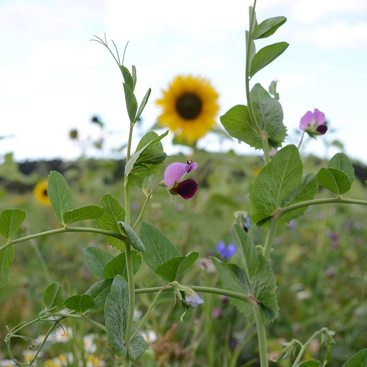 Markblomster med solsikke i baggrunden Grønne ærteplanter og vilde blomster foran solsikke