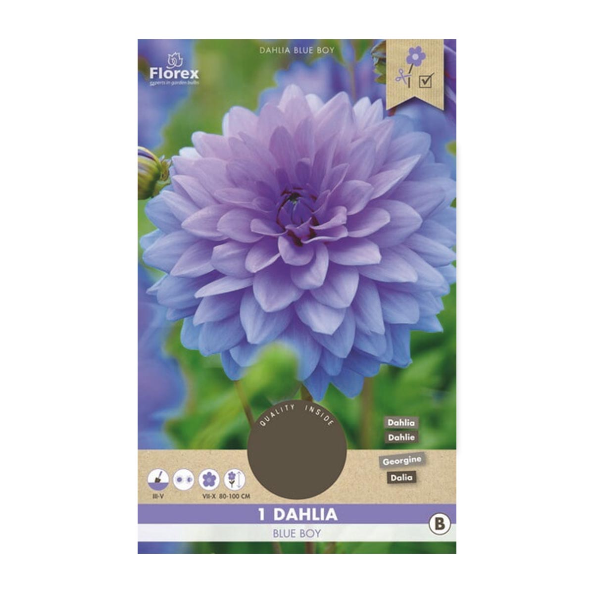 Dahlia, Blue Boy – 1 løg