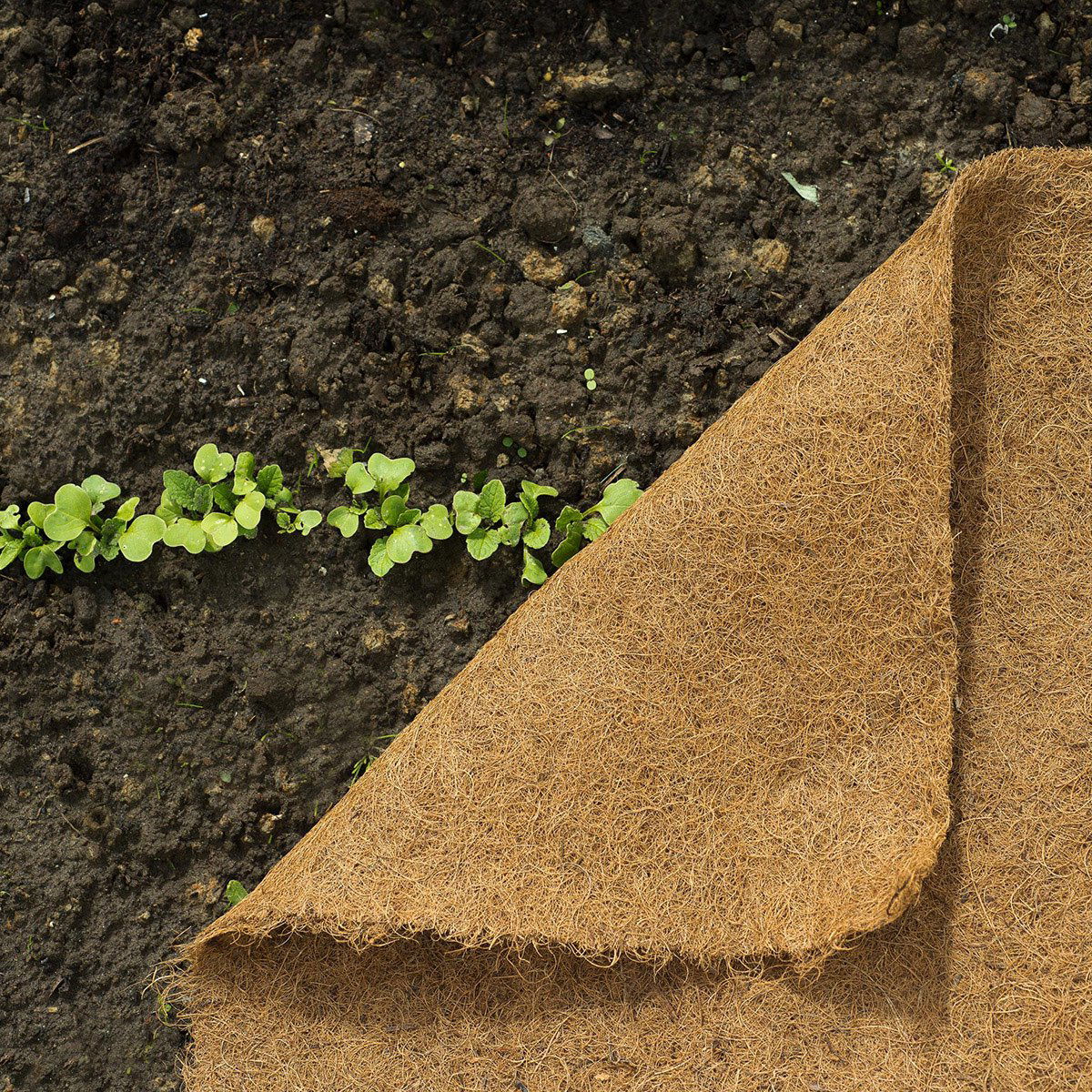 Kokos ukrudtsdug over jord med spirer