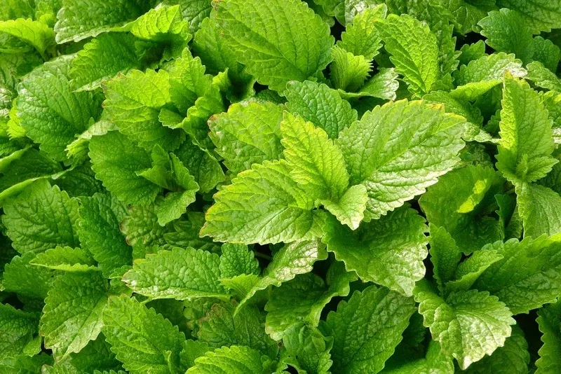 3f40d2602b315837dff8ce71bcfd9258