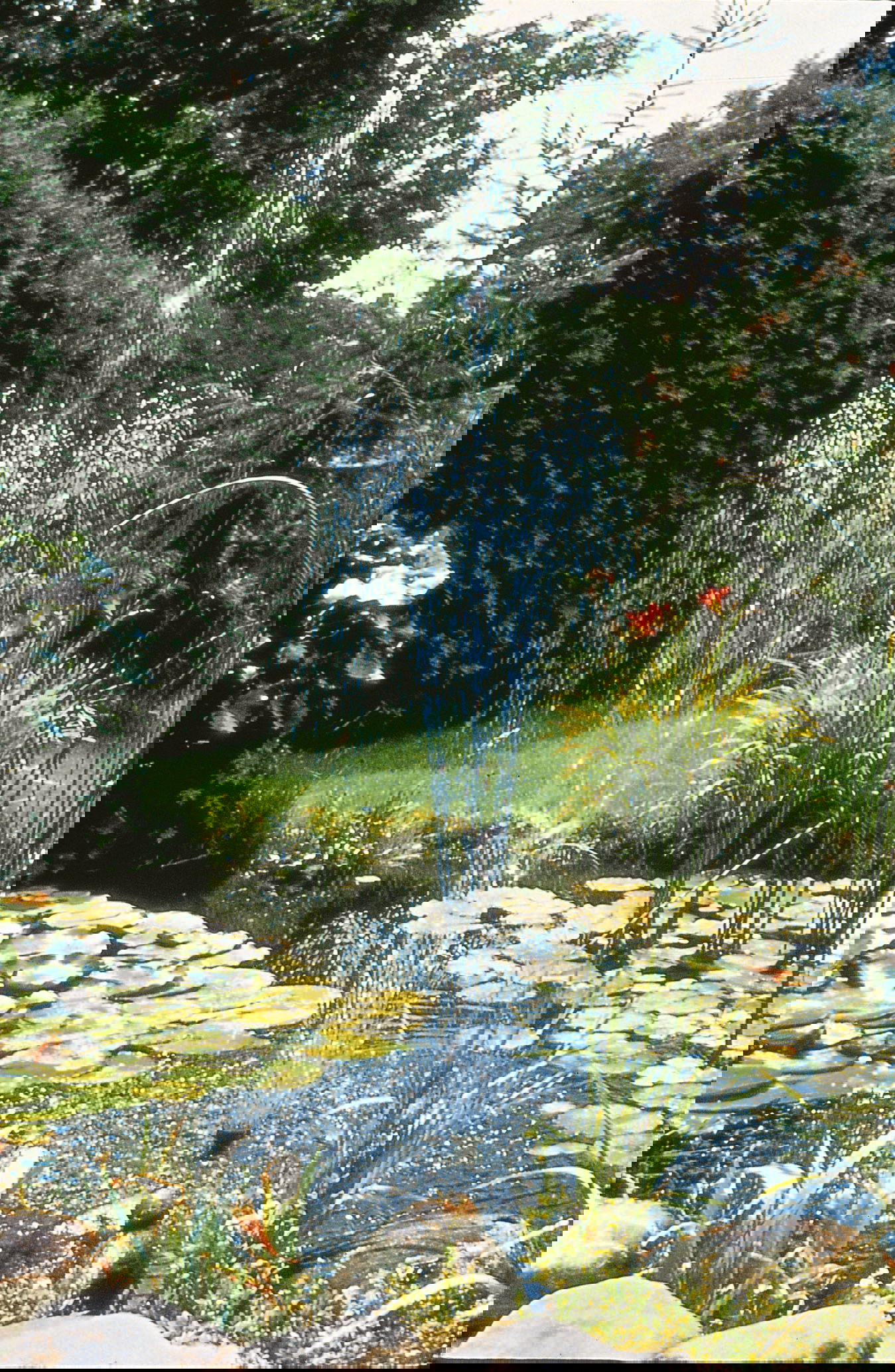 Naturlig havedam med åkander og grønne planter