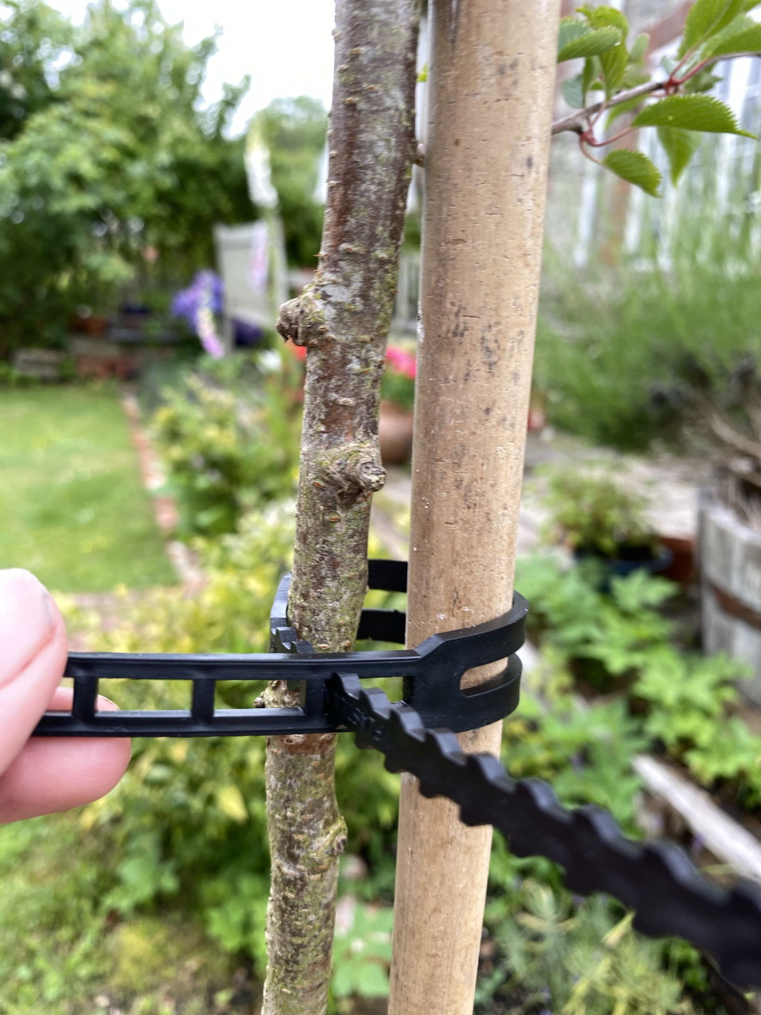 Plastik træbinder der fastgør ungt træ til støttepæl