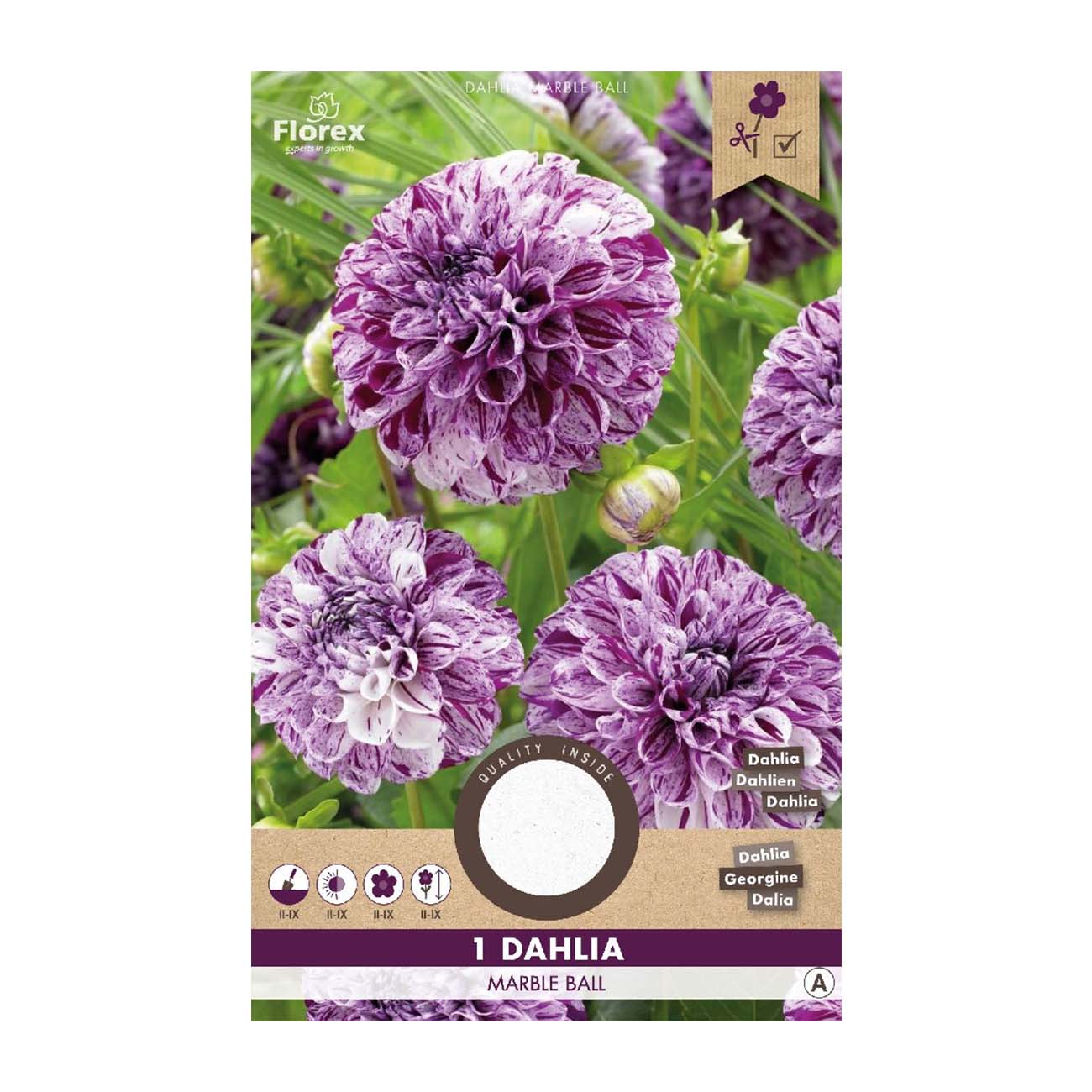 Dahlia Marble Ball – 1 løg