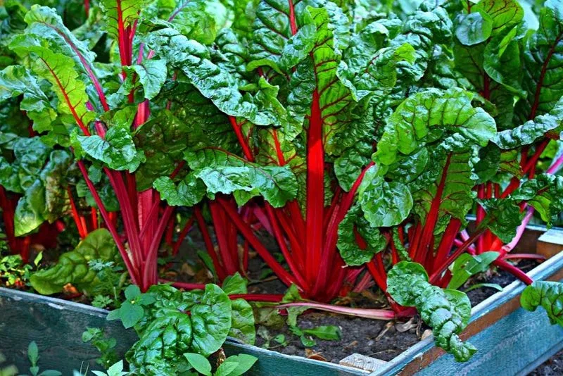 0d76ba4942fe01cdeabcfe79f63fb3ca