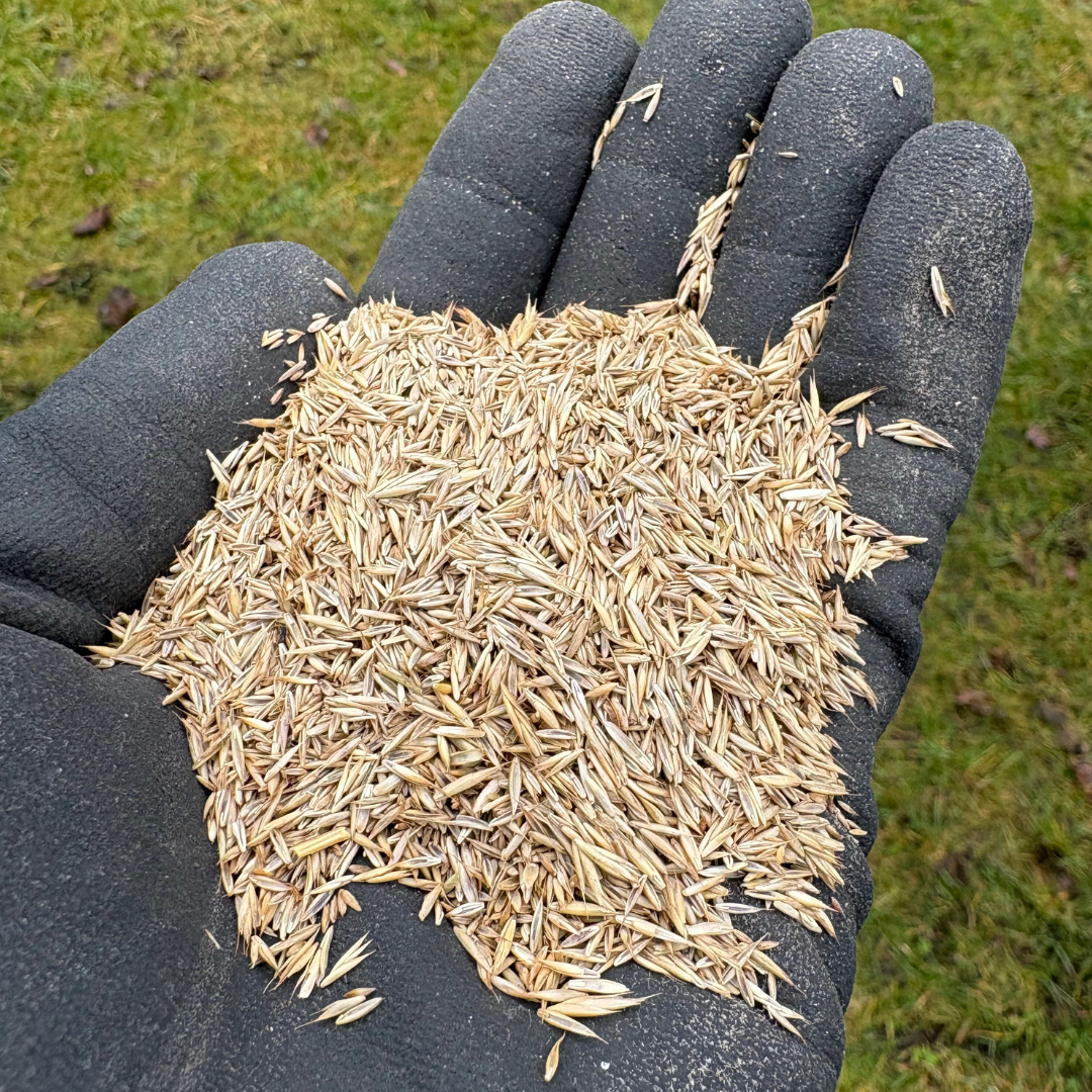 Robot Plænegræs græsfrø - 70 m2