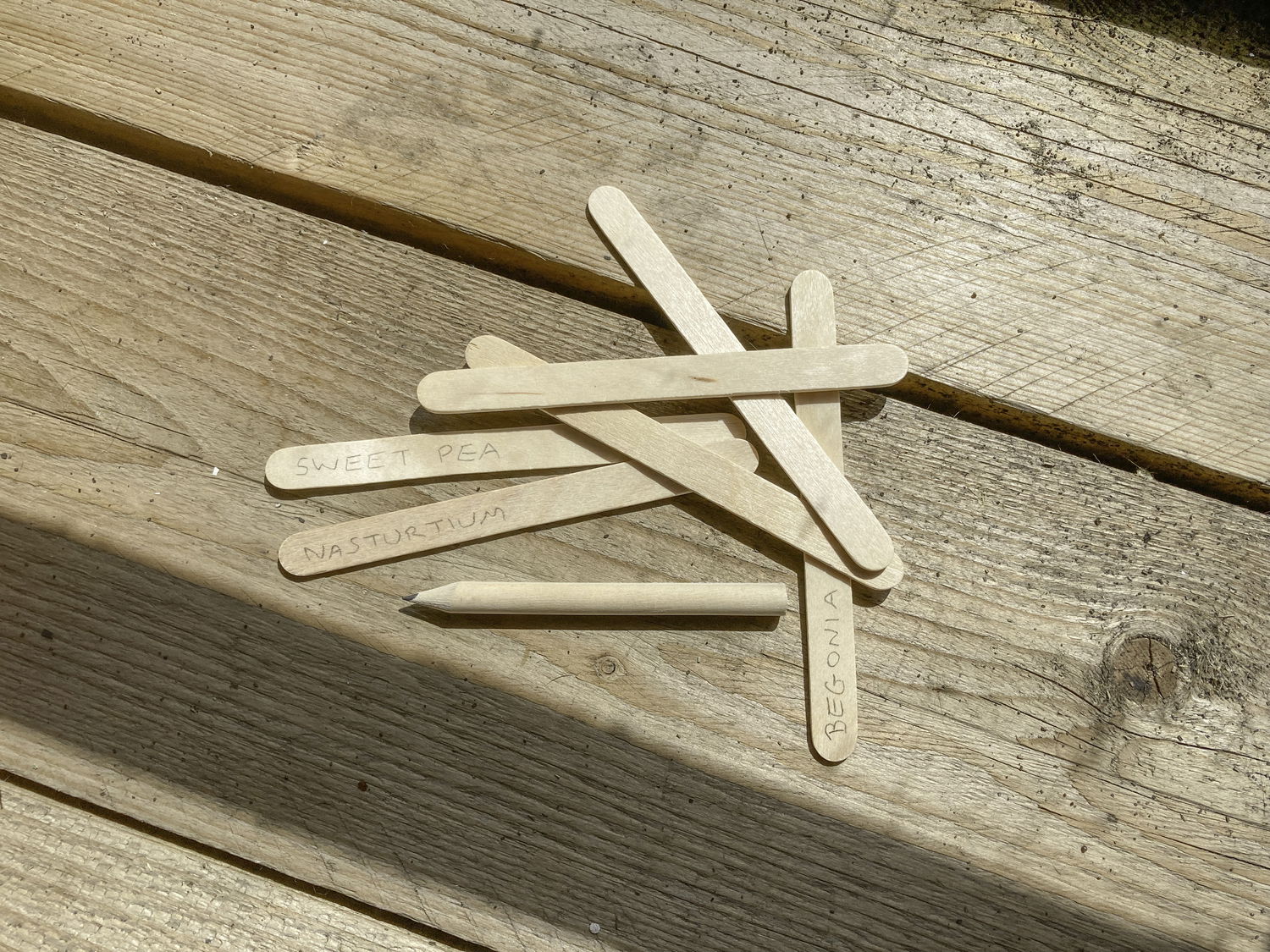 Lyse træplantepinde til mærkning af frø og planter