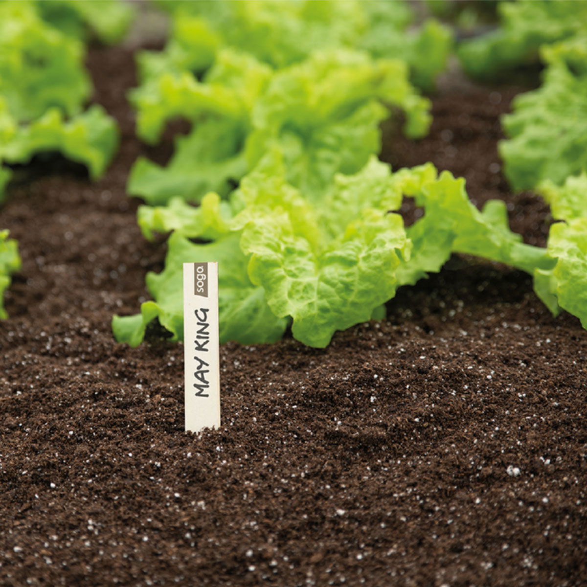 May King salatplanter, der gror i havejord