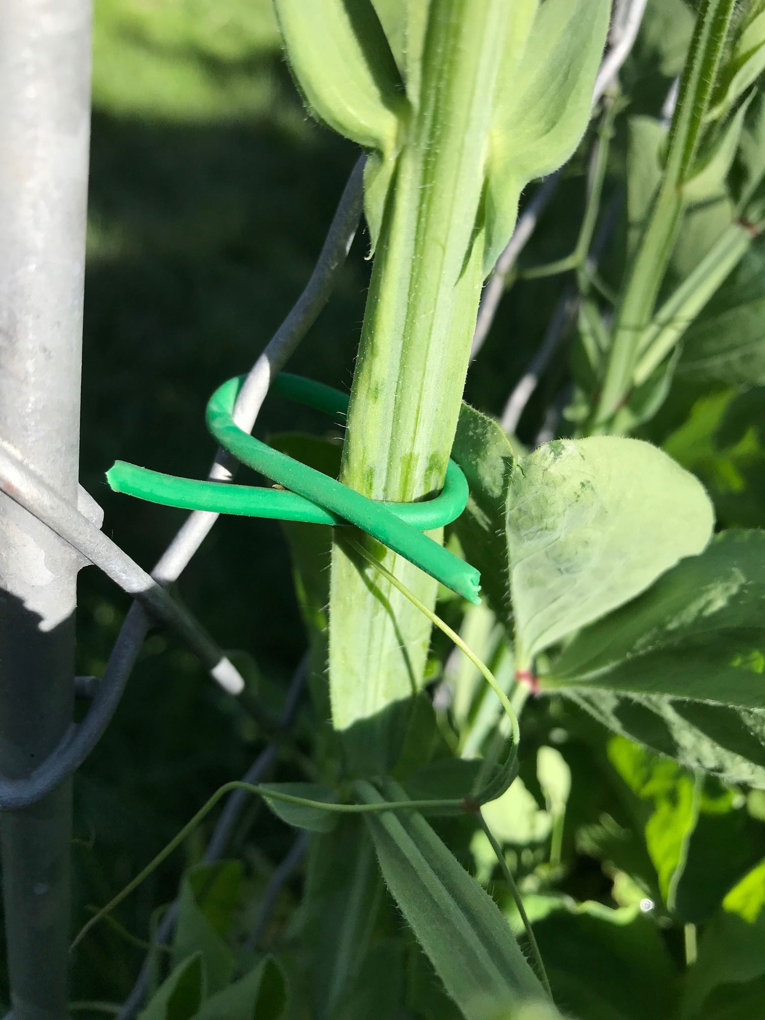 Grøn fleksibel plantebinder omkring stilk
