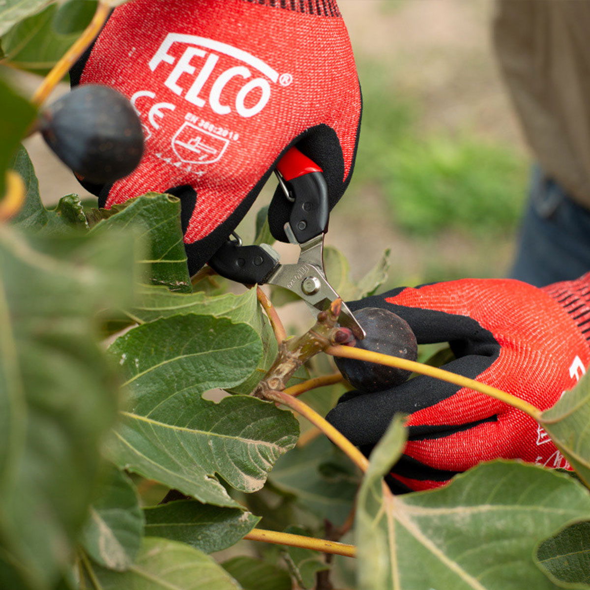 Person beskærer plante med FELCO saks og handsker