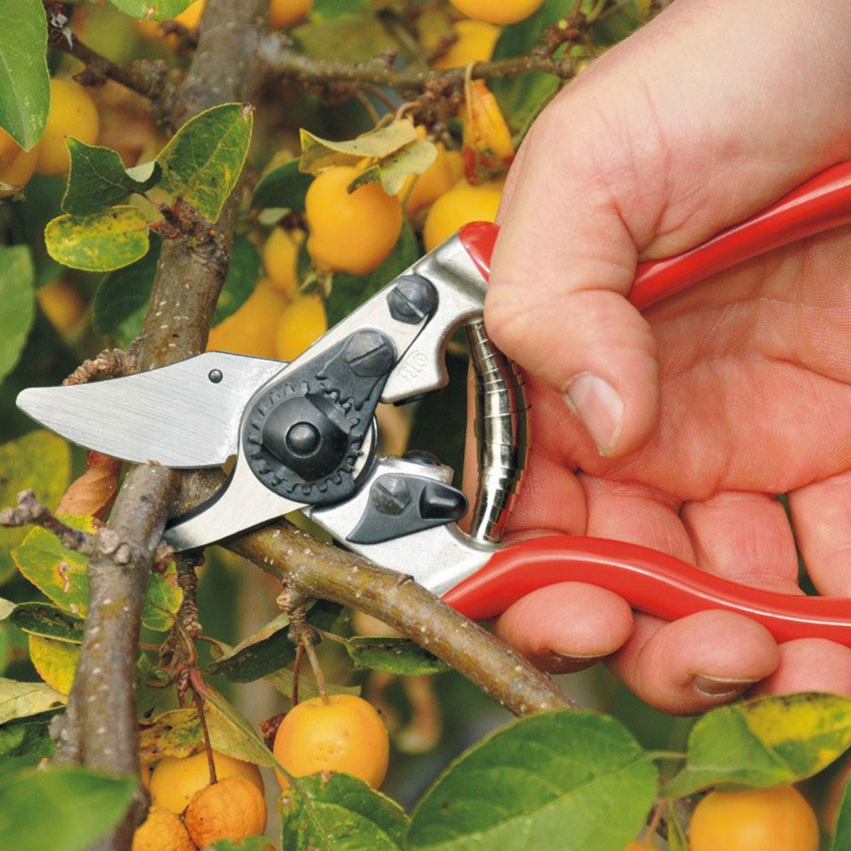 Hånd bruger beskærersaks til gren på frugttræ