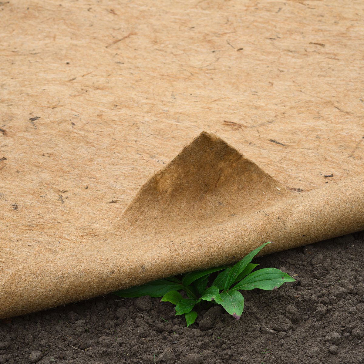 Brun kokos ukrudtsdug lagt på jord i haven