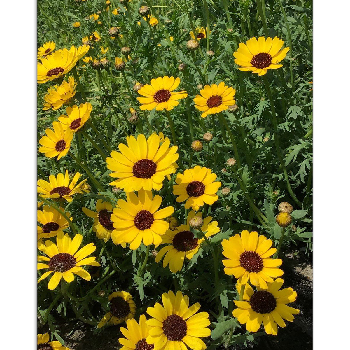 Tætbed af gule margueritter i fuldt flor