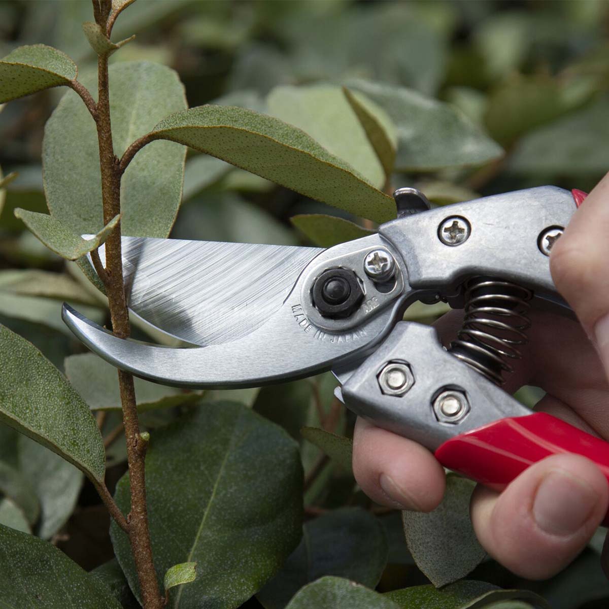 Havebeskærer i brug til klipning af gren