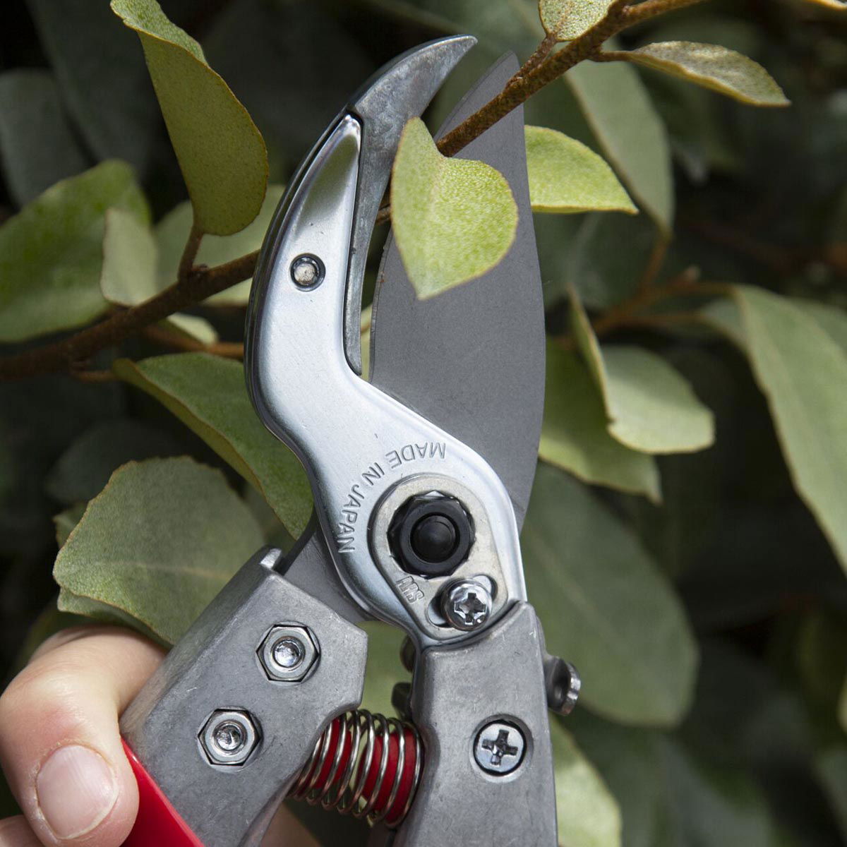 Skarp beskæresaks klipper grøn gren