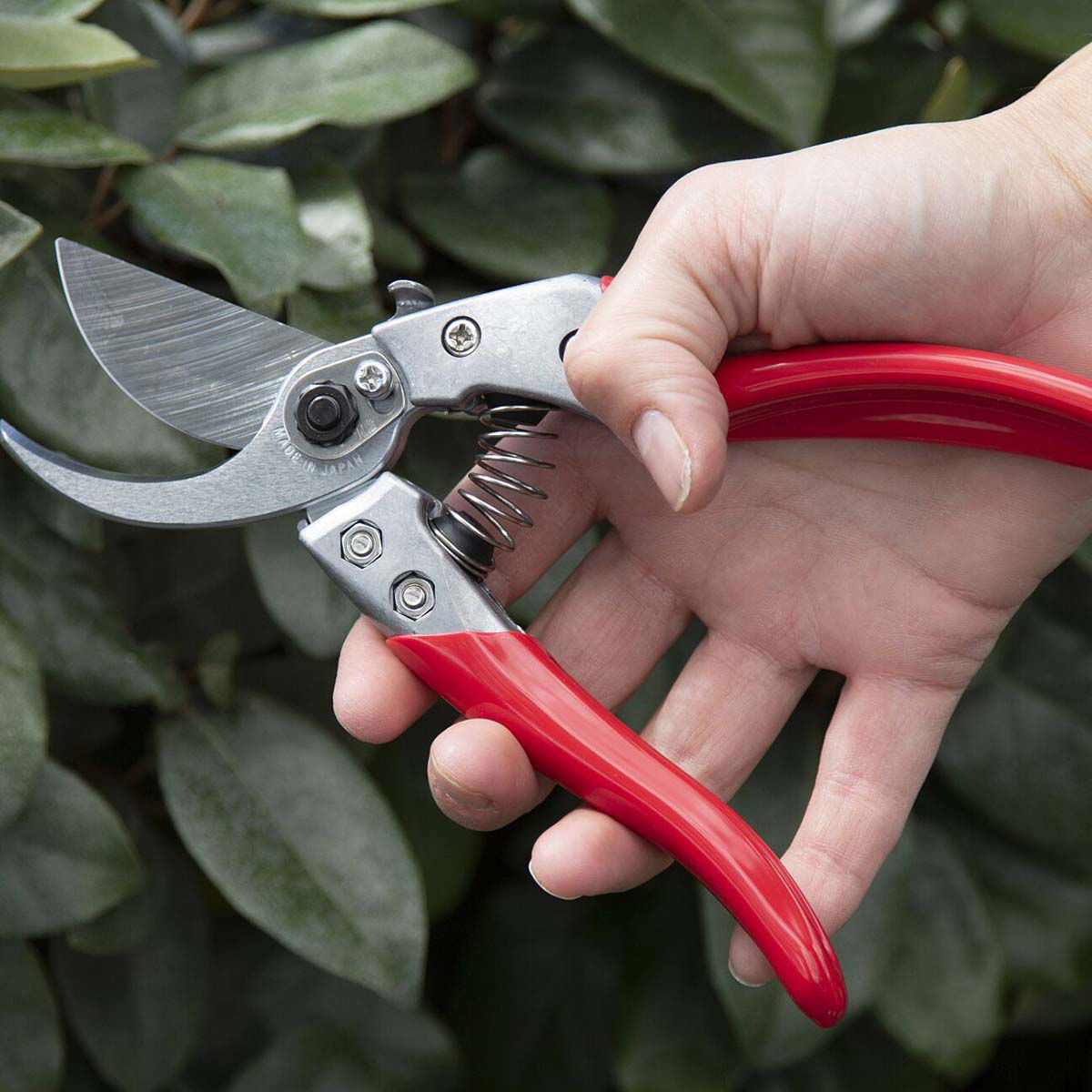 Hånd holder rød ergonomisk beskæresaks i haven