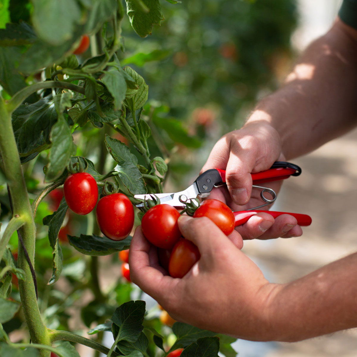 Havearbejde med høst af røde tomater på plante