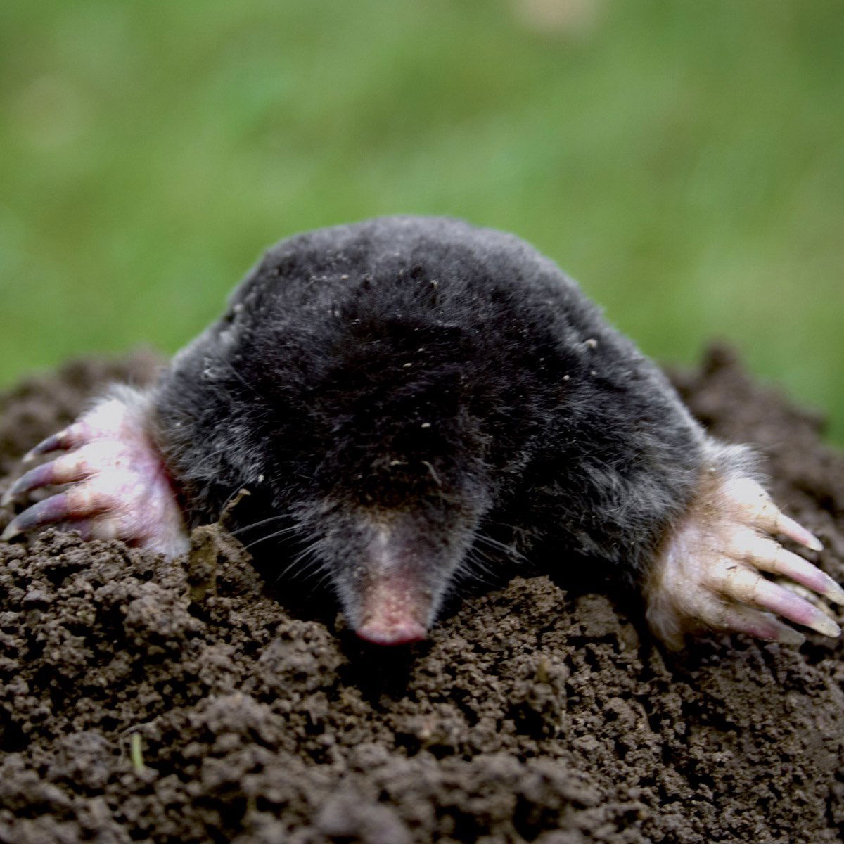 Muldvarp stikker op af jorden i haven