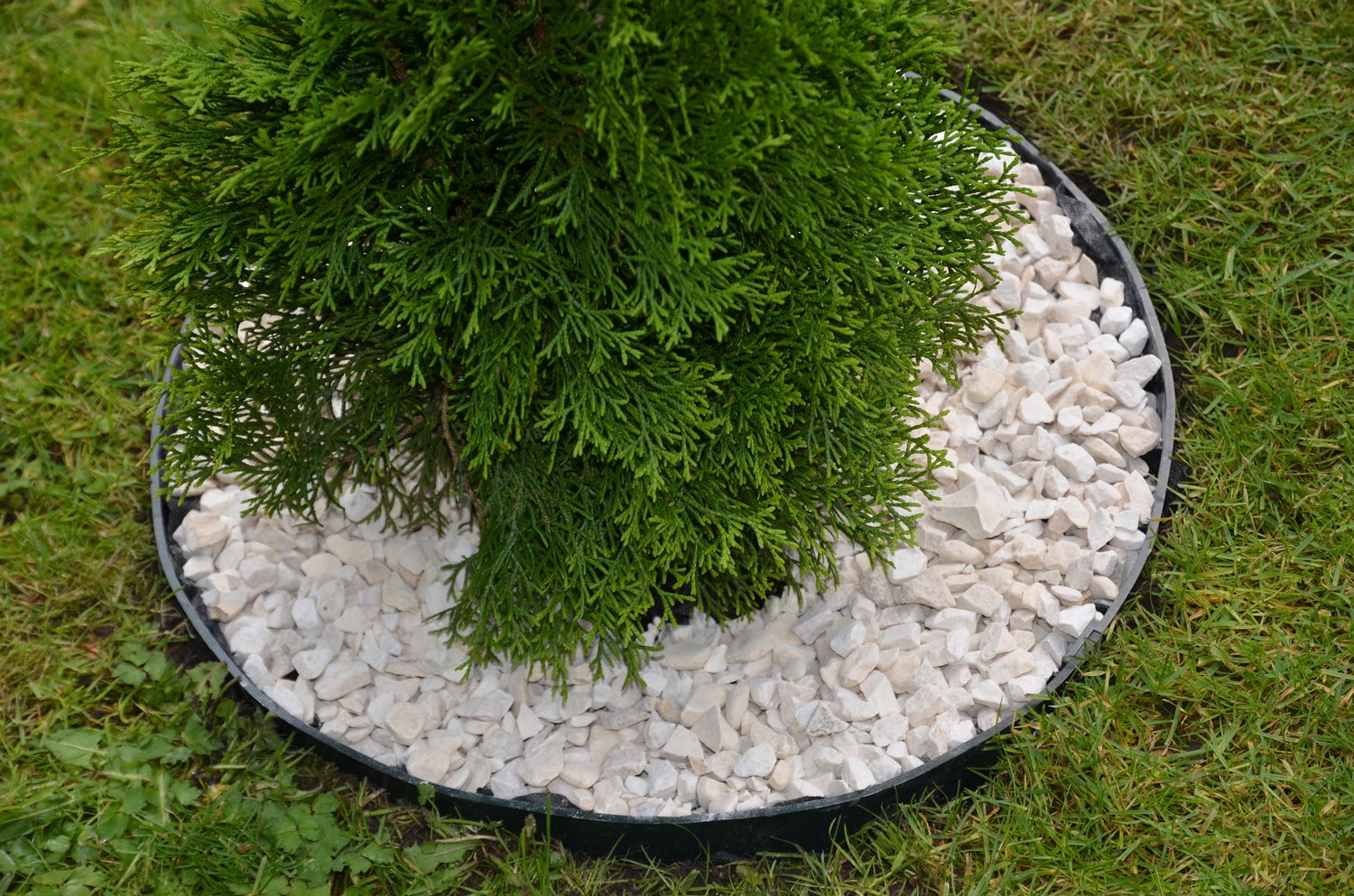 Grøn busk plantet i bed med hvide havelandskabssten