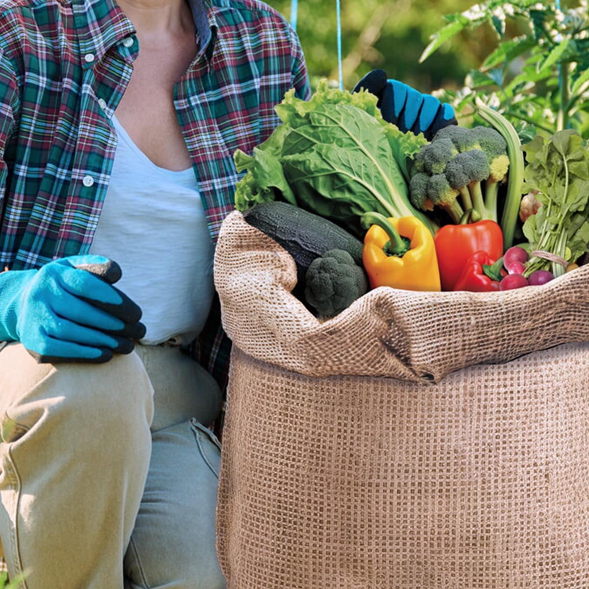 Havearbejde med sæk fyldt med friske grøntsager