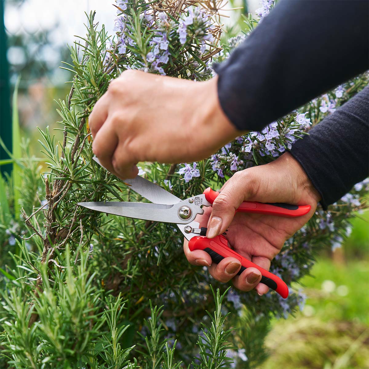 Person beskærer krydderurt med rød havesaks