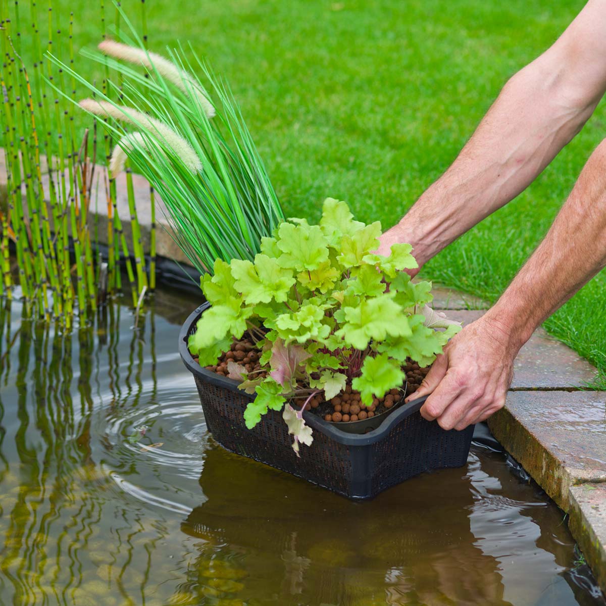Person sænker vandplantekurv i havedam