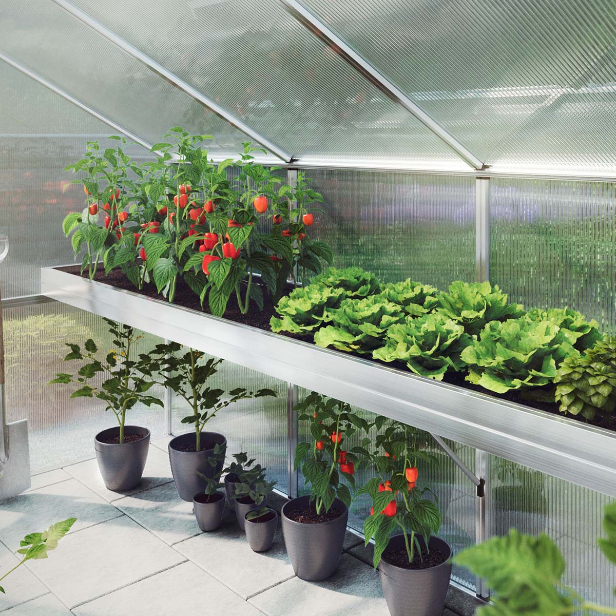 Plantebakke - Aptasia III-s