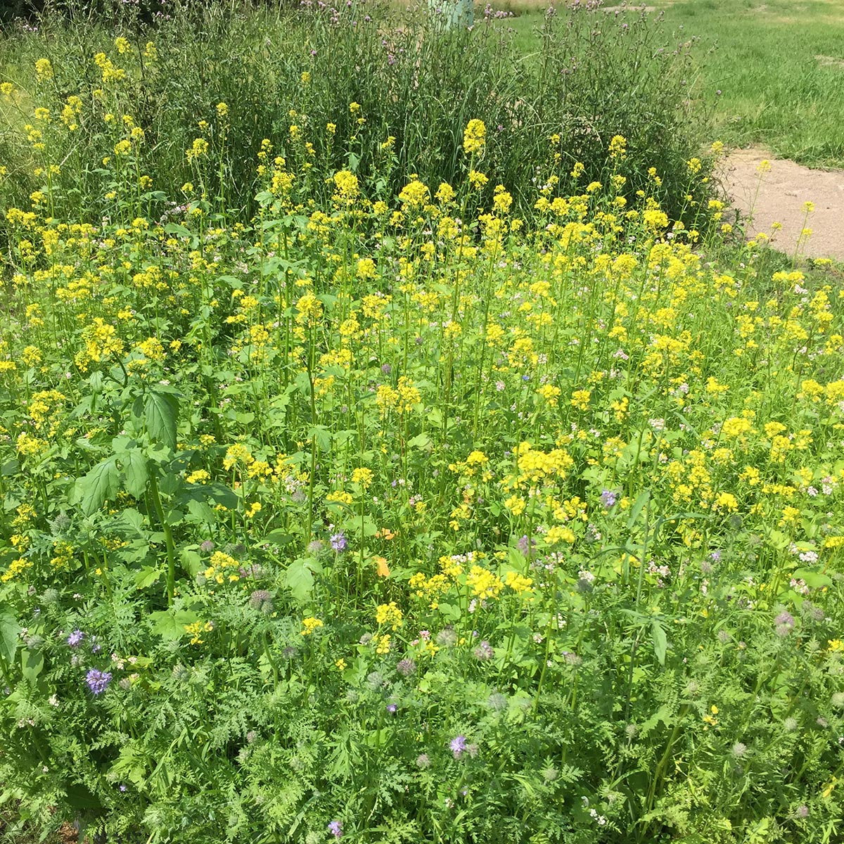 Blomstereng med gule vilde blomster Tæt blomstereng med gule og lilla vilde blomster
