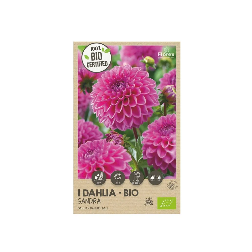 Økologisk Dahlia "Sandra" - 1 løg