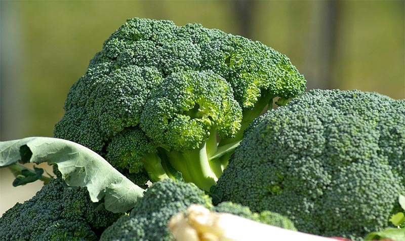 dyrke-broccoli dyrke-broccoli