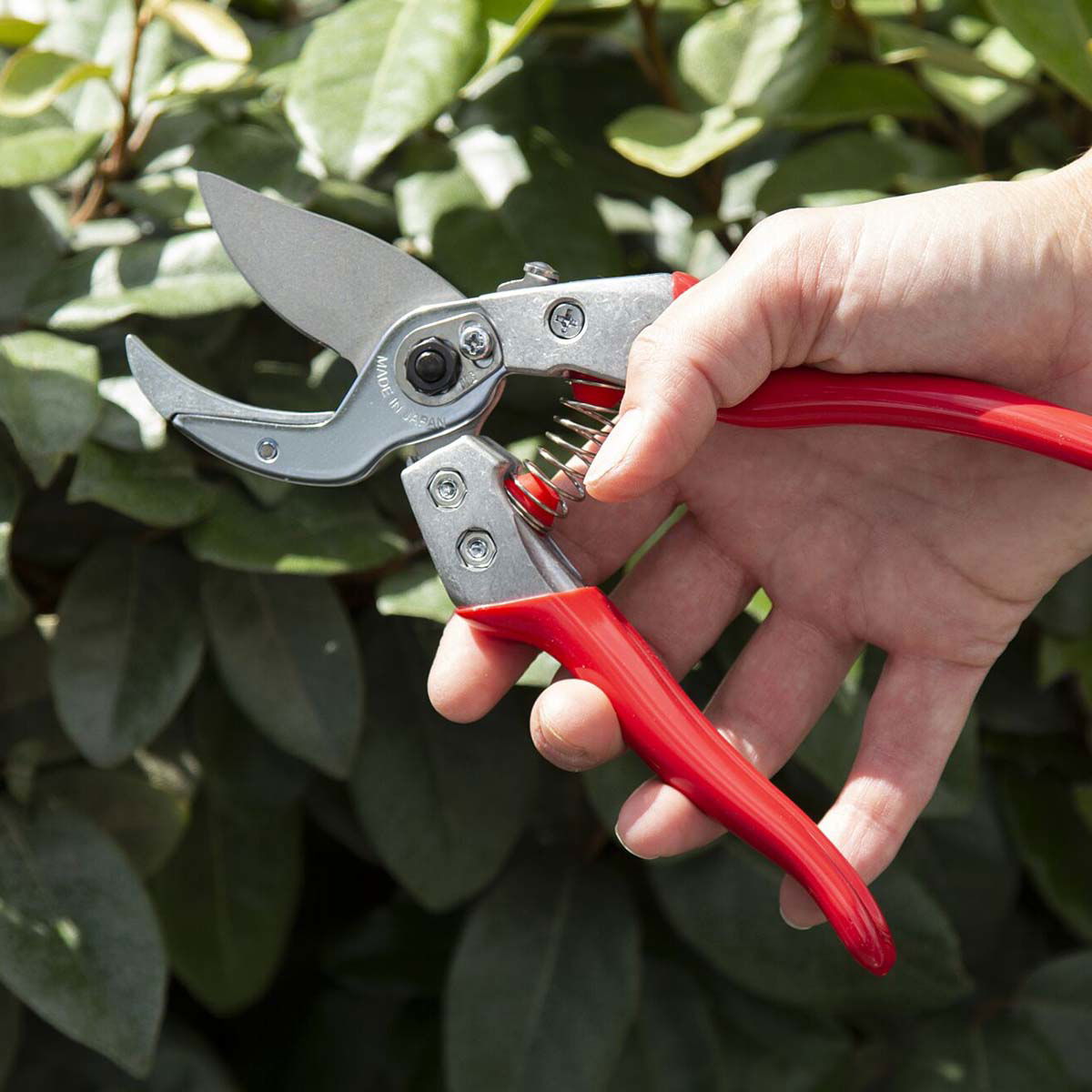Person beskærer planter med rød havesaks