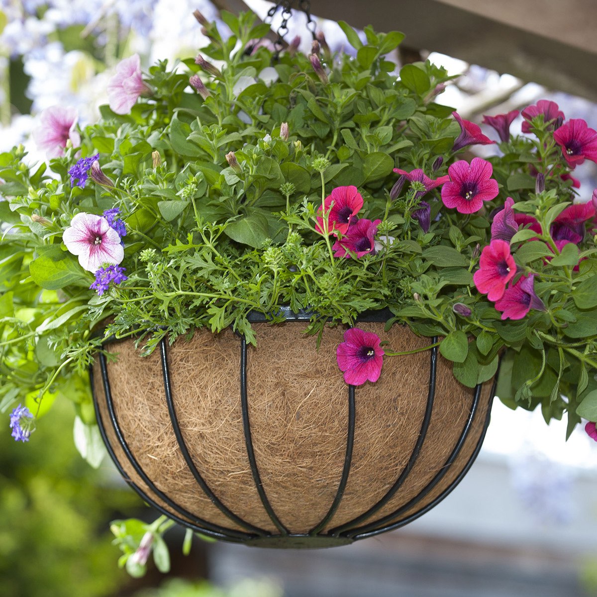 Blomstrende hængekurv med petunia og grønne planter
