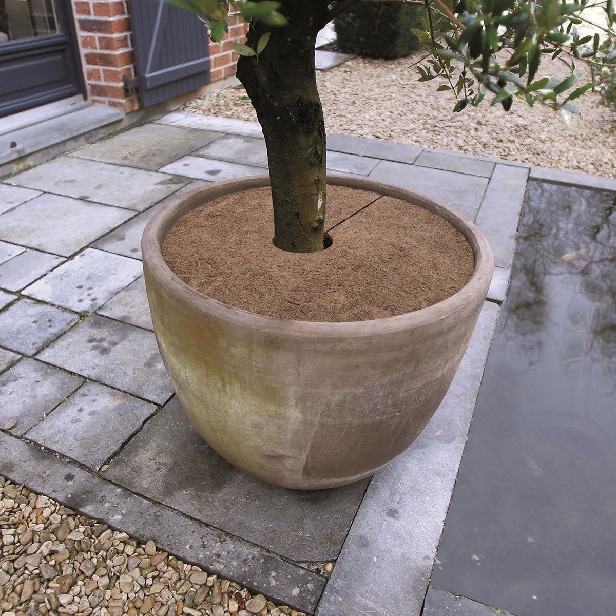 Træ plantet i stor rund krukke på terrasse