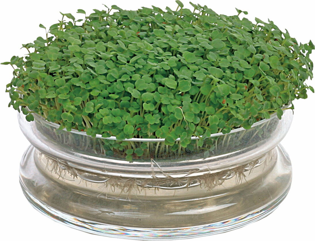 Tæt grøn karse dyrket i rundt glasfad