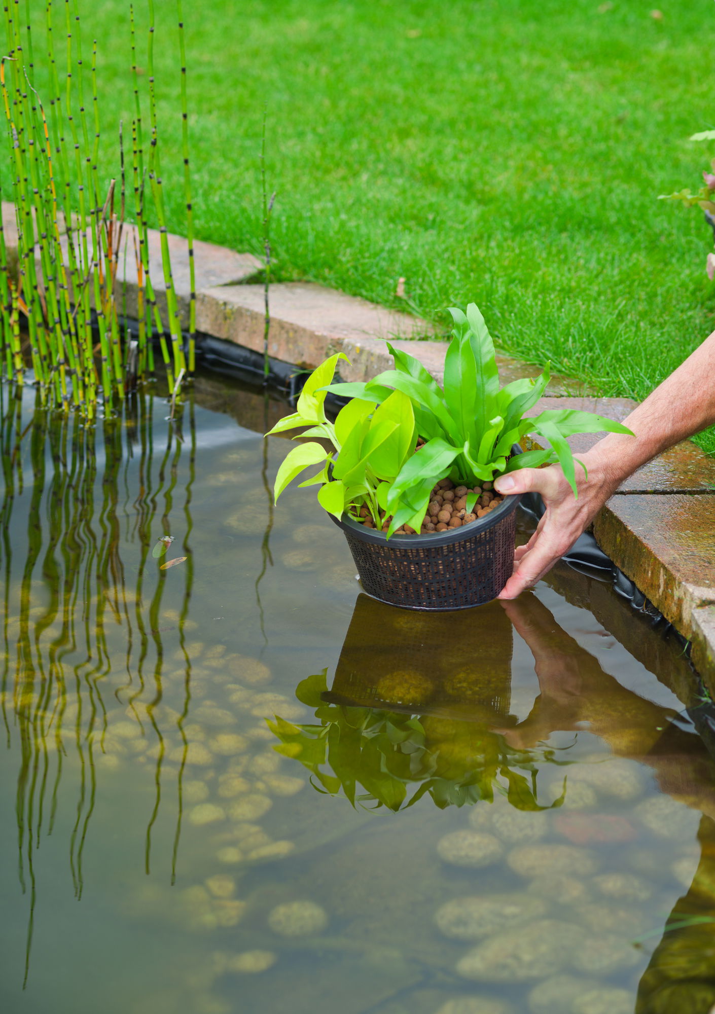 Kurv med vandplante sænkes ned i havedam