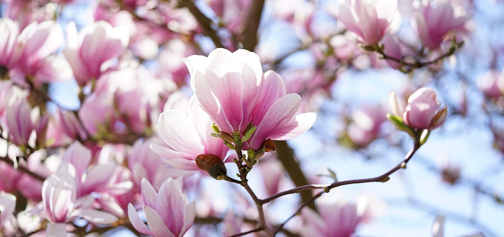 _0005_magnolia-trae _0005_magnolia-trae