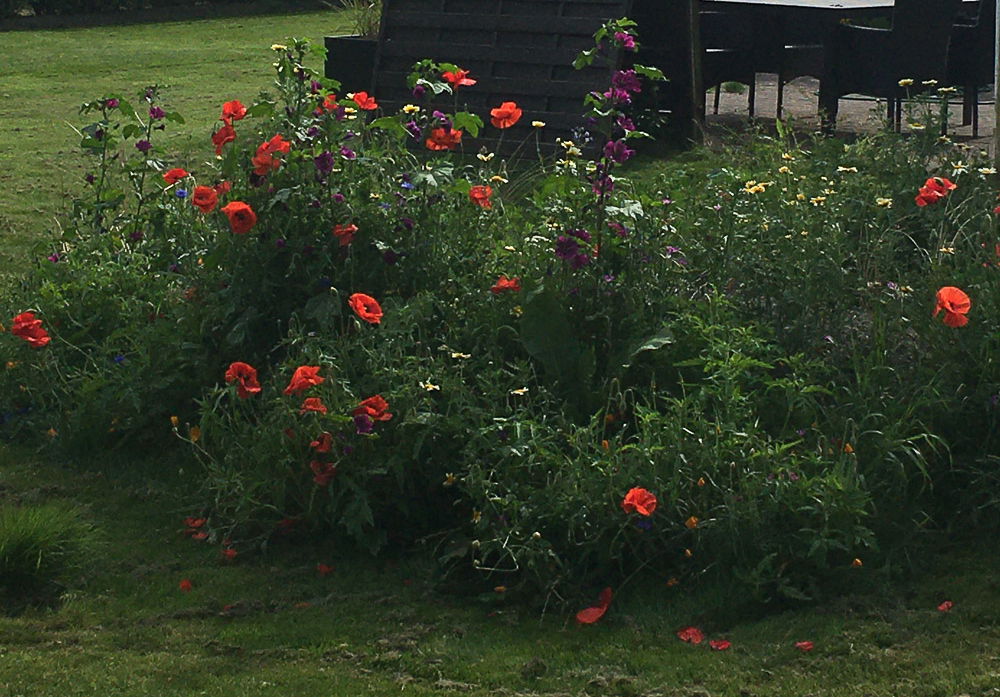 Sommerblomster og stauder i grønt havebed