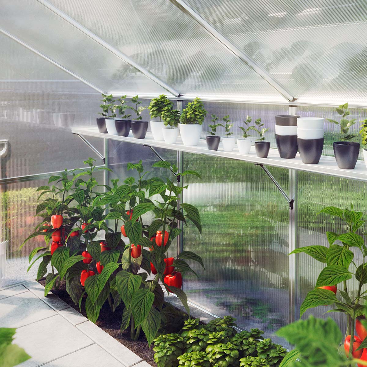 Rødlige peberfrugter og krydderurter i moderne drivhus