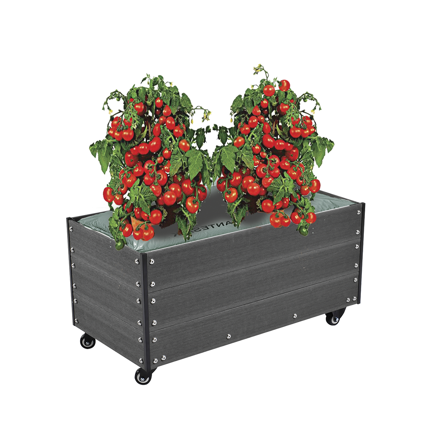 Mobilt højbed med frodige tomatplanter