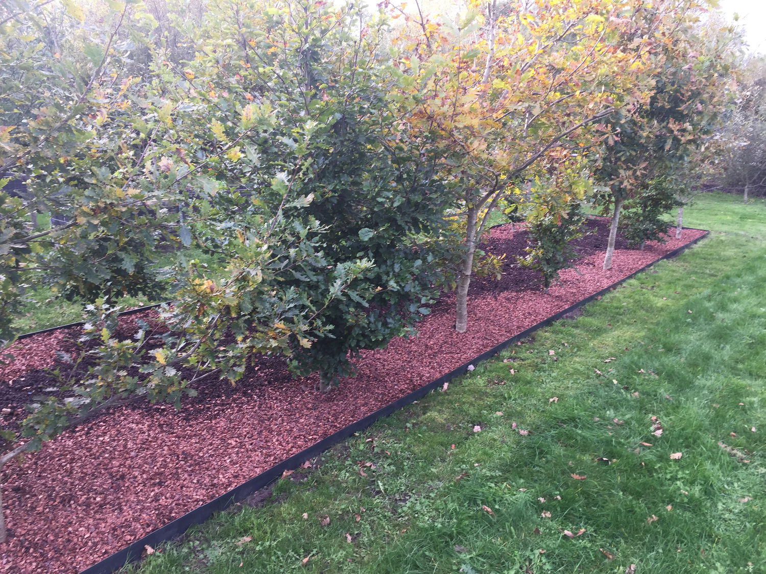 Rabat med træer og rød træflis i grøn have