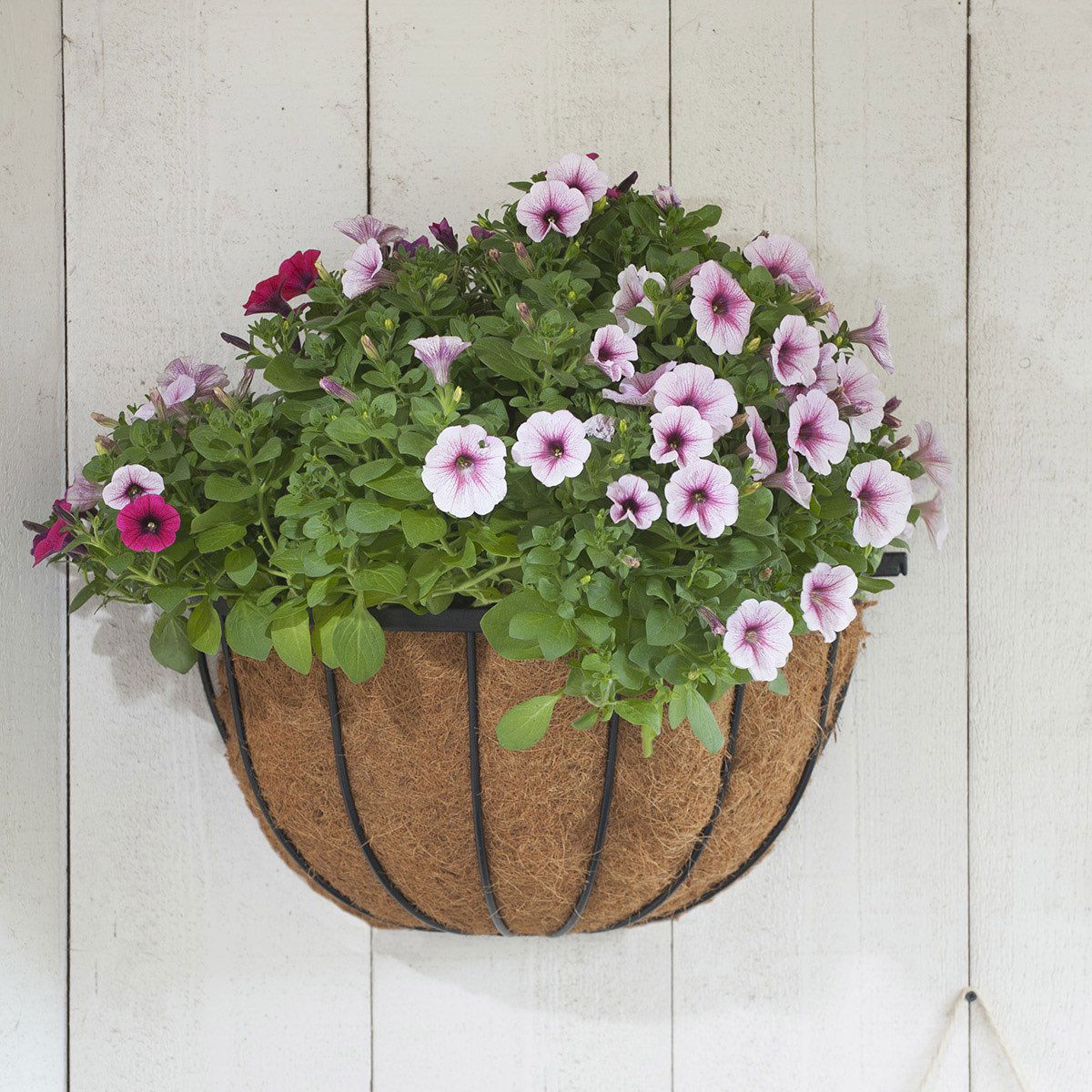 Vægmonteret hængekurv med lyserøde petunia