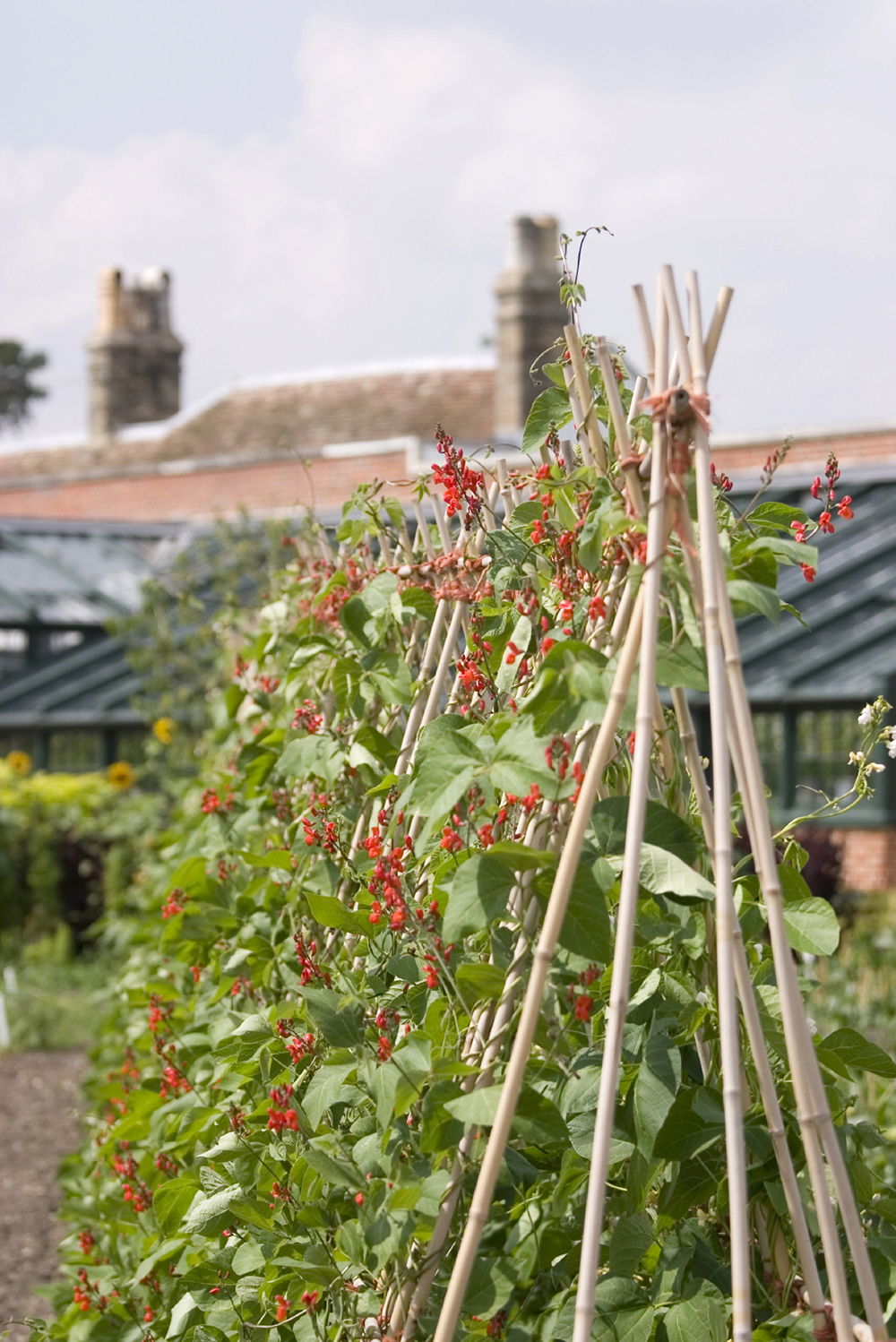 Bambuspinde til opbinding 120 cm
