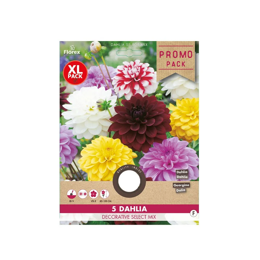 Dahlia løg "Dekorativt mix" - 5 løg