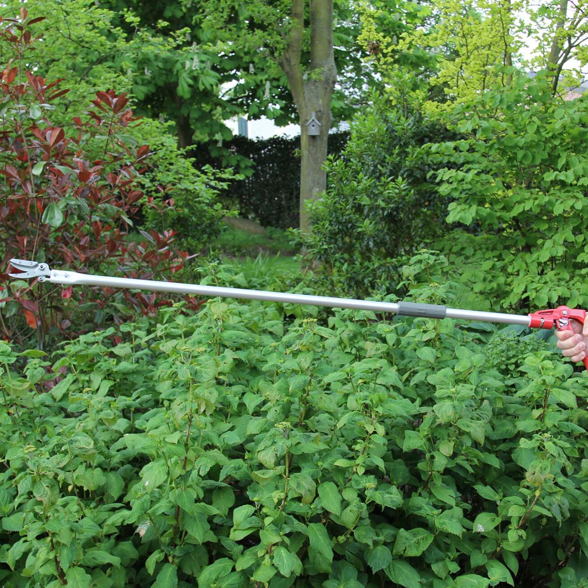 Person bruger teleskopgrensaks til beskæring af buske