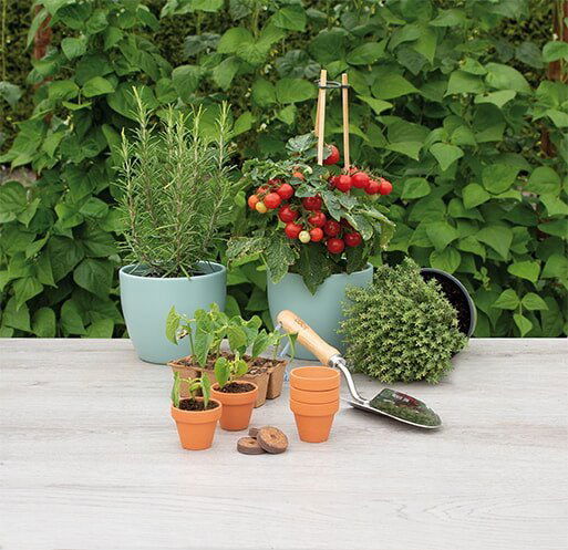 Små krukker med urter og tomatplanter i haven