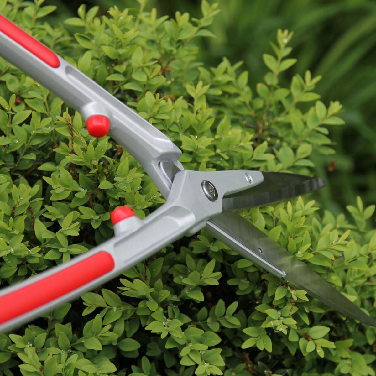Sølv hækkesaks klipper grøn hæk