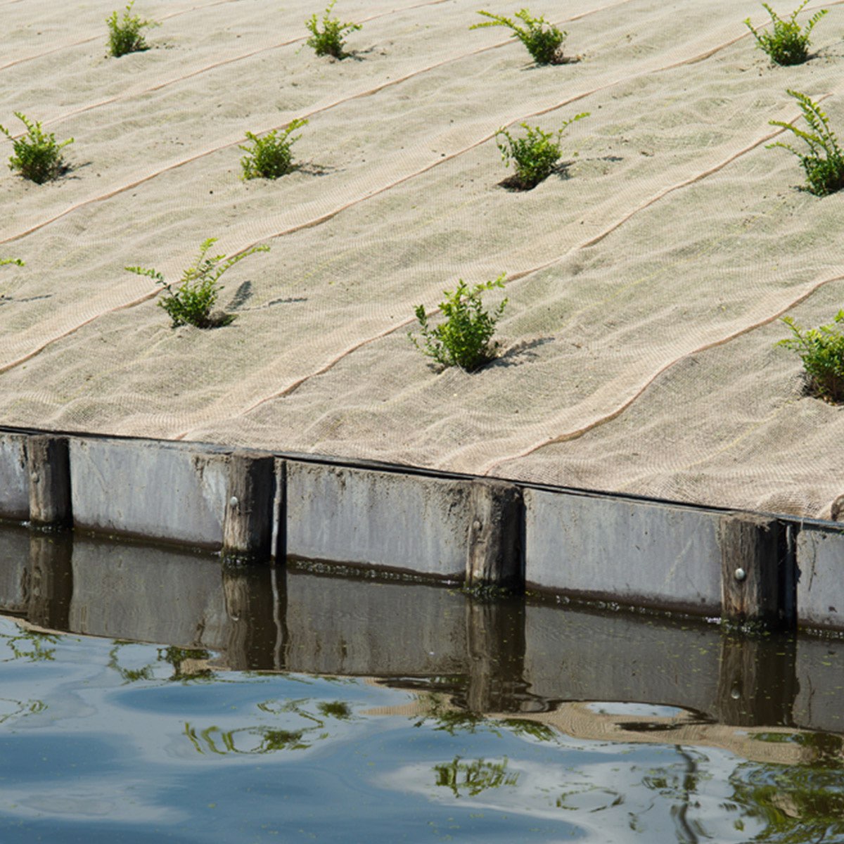 Erosionsmåtte af kokos ved vandkant med unge planter