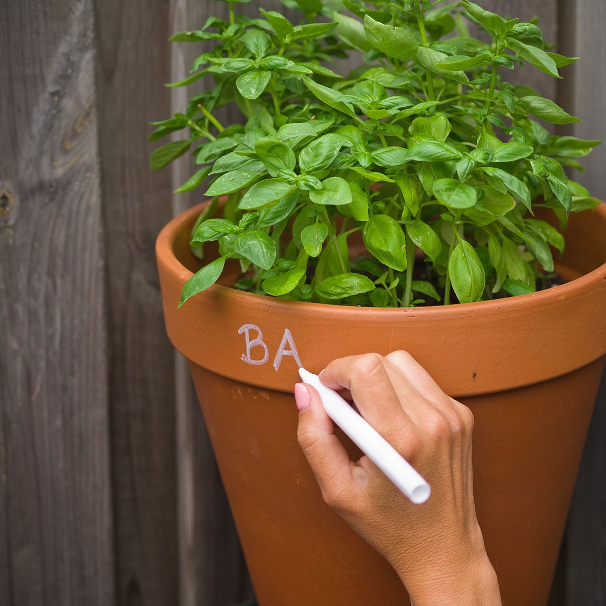 Hånd skriver navn på lerkrukke med basilikum
